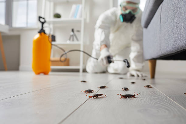 Post-Treatment Bed Bug Interceptor Monitoring in Lantana